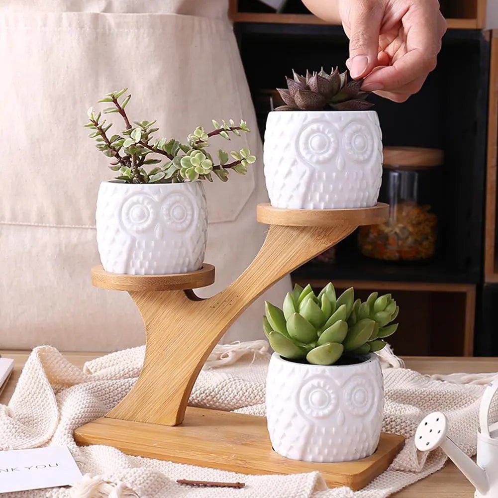 Succulent Pots - My Store 3