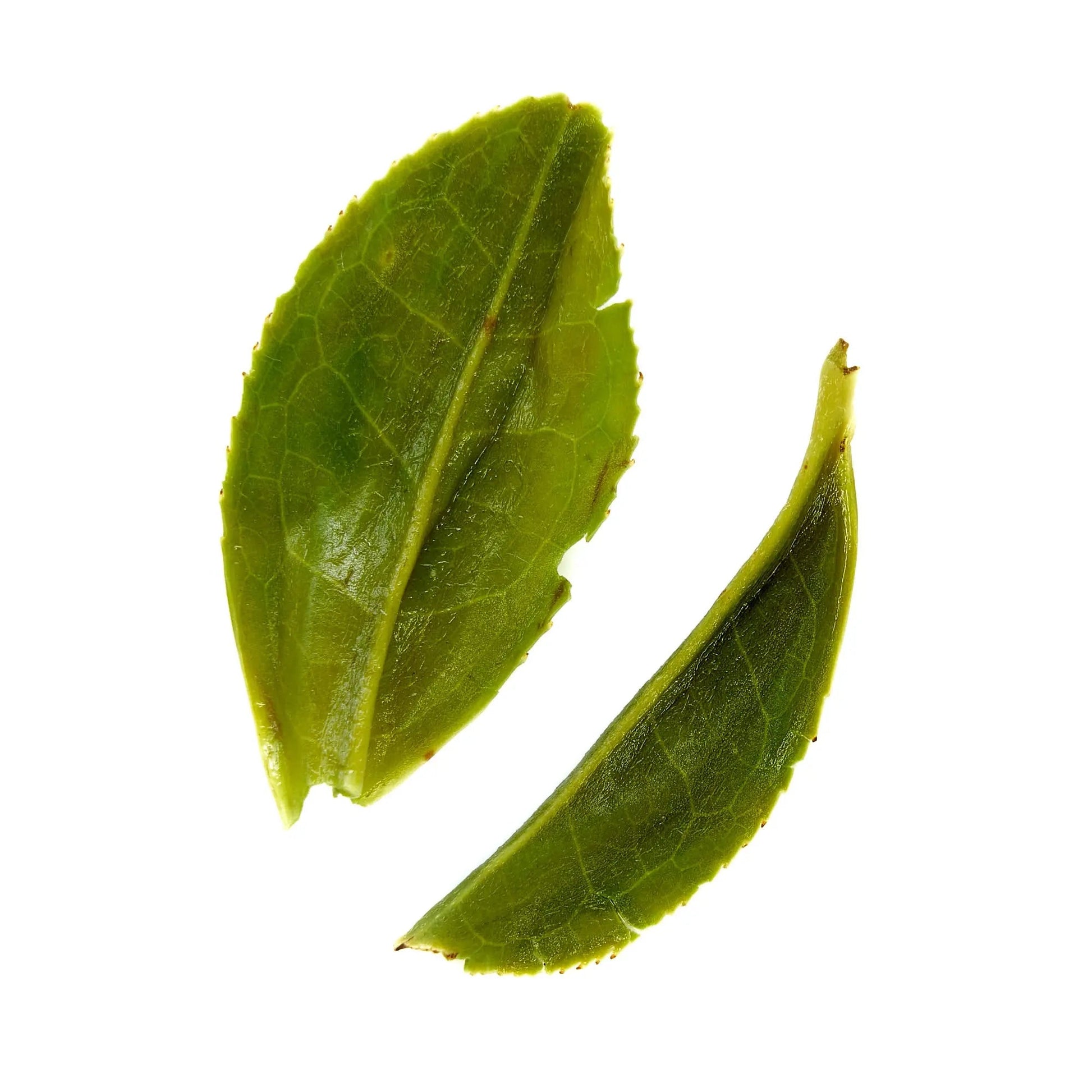 Rare Leaves Emerald - Single Estate Pi Lo Chun Green Tea - My Store 3