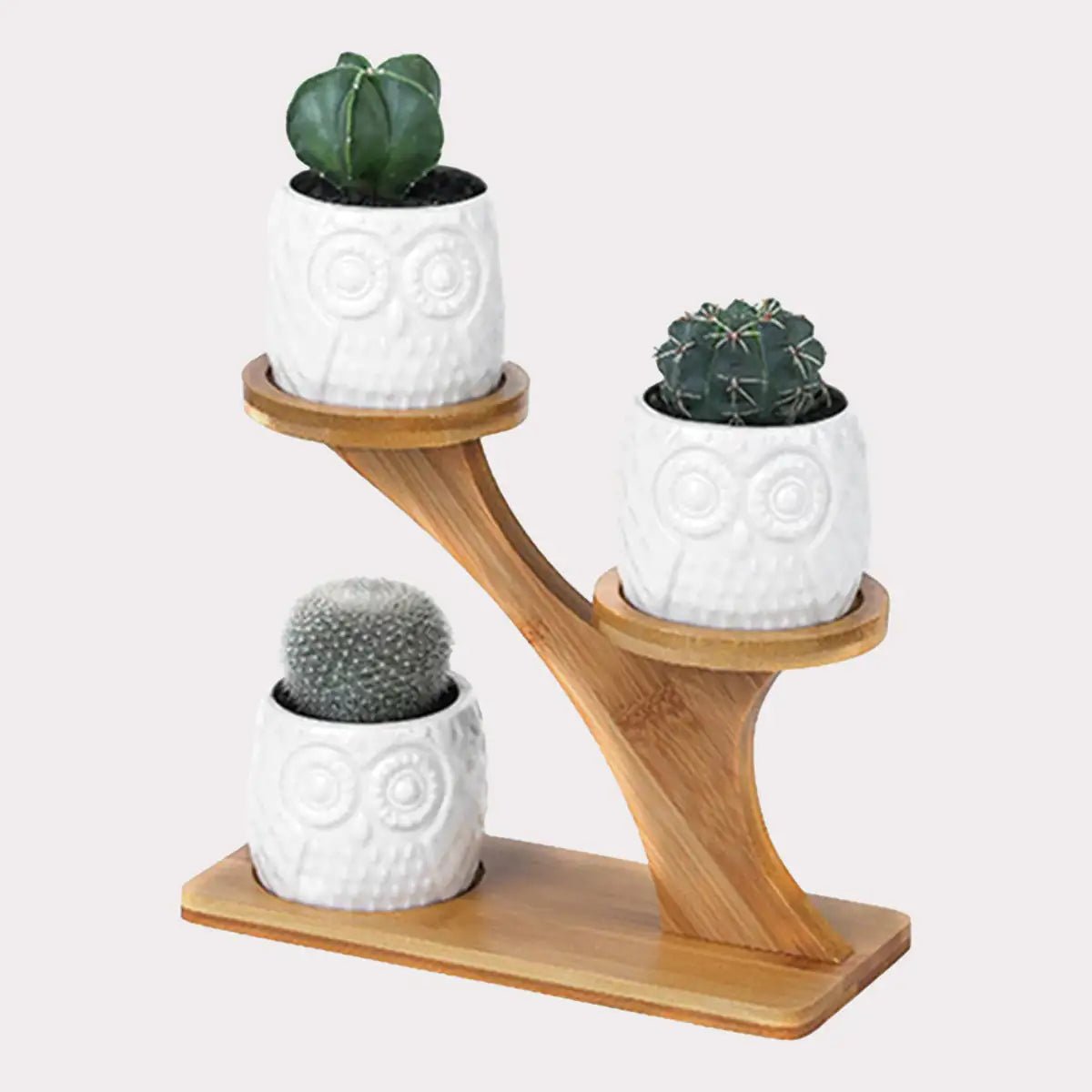 Succulent Pots - My Store 3